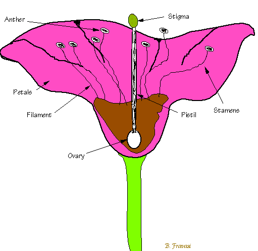 Drawing of a flower